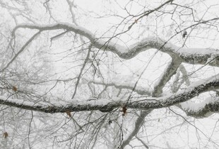 Сніг, дощ і штормовий вітер: на Україну насувається південний циклон